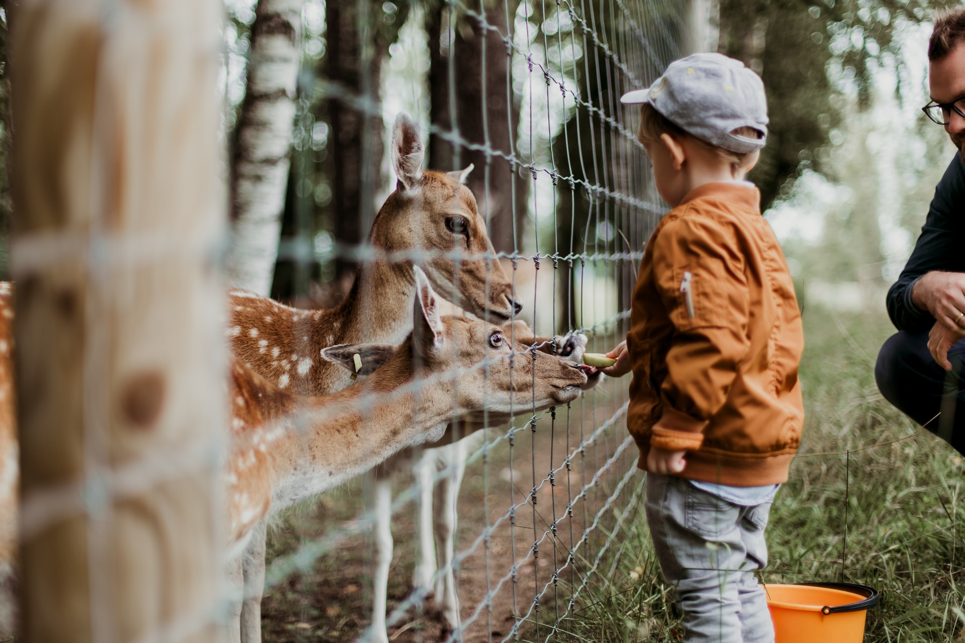 boy feeding a giraffe in Oakland Zoo